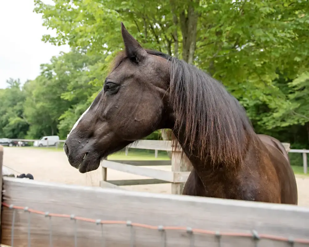 A horse looking over the fence at Terrydiddle Farm